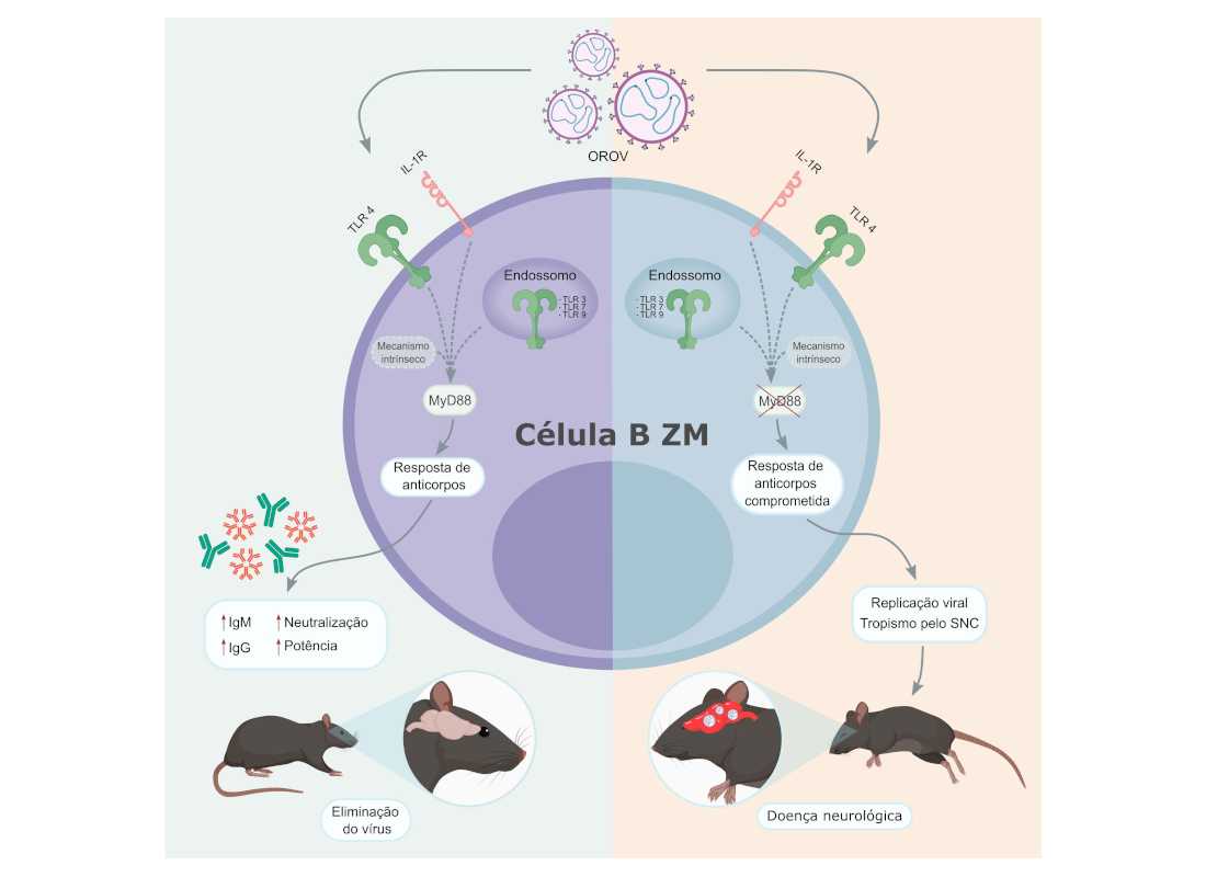 Estudo Revela Mecanismo Imunológico para Combater Infecção por Oropouche e Prevenir Danos Neurológicos