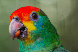 Papagaio-Chauá Retorna ao Seu Habitat Natural na Reserva da Mata Atlântica