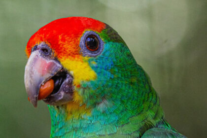 Papagaio-Chauá Retorna ao Seu Habitat Natural na Reserva da Mata Atlântica
