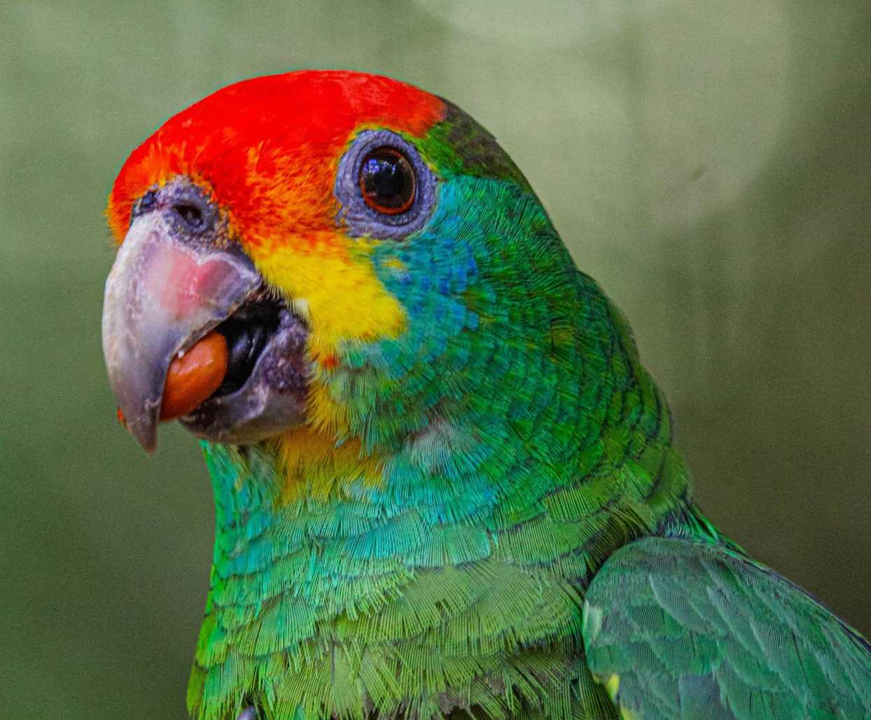 Papagaio-Chauá Retorna ao Seu Habitat Natural na Reserva da Mata Atlântica