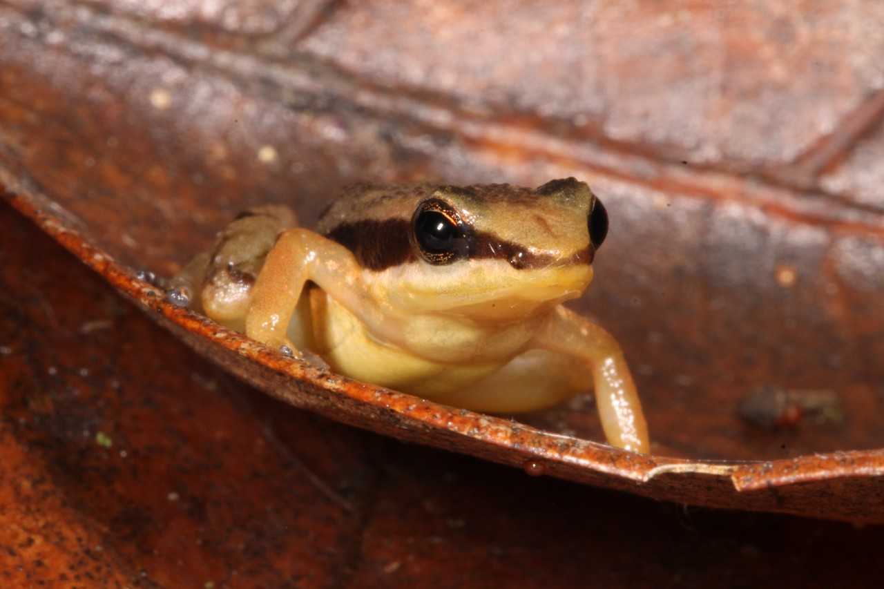 Estudo de DNA Revela: Rãs-Foguete Incluem 12 Espécies, Sendo 3 Já Extintas