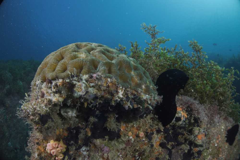 Corais de Alcatrazes Absorvem Carbono Equivalente à Queima de 324 Mil Litros de Gasolina Anualmente