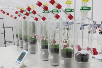α-Copaeno: Um Potente Repelente Contra Insetos Transmissores do Greening em Citros