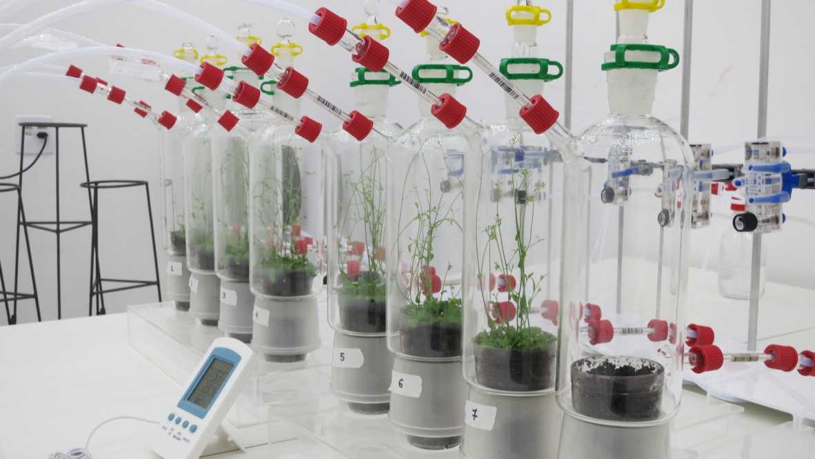 α-Copaeno: Um Potente Repelente Contra Insetos Transmissores do Greening em Citros