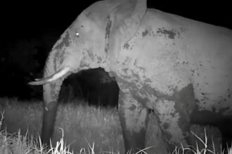 Câmera flagra “Elefante Fantasma” em parque do Senegal