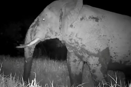 Câmera flagra “Elefante Fantasma” em parque do Senegal
