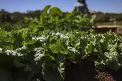 Parceria destina R$ 299 milhões para agricultura familiar na Bahia
