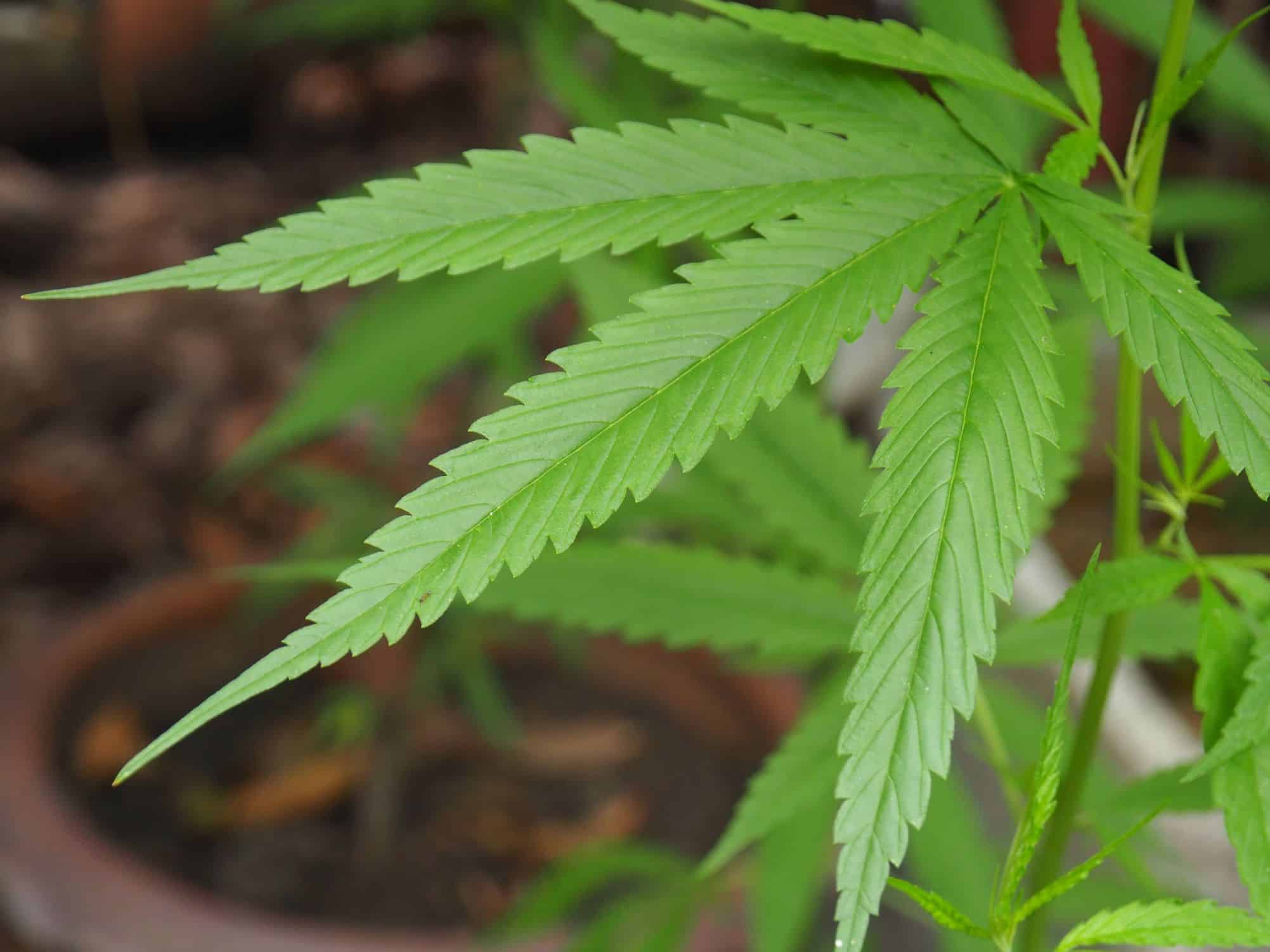 Canabidiol reduz crises em casos graves de epilepsia, aponta estudo da USP