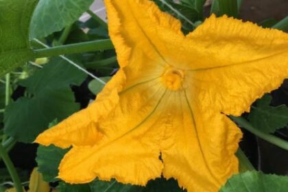 Estudo Revela que Secas Podem Diminuir em Até 95% o Valor Calórico do Néctar das Flores