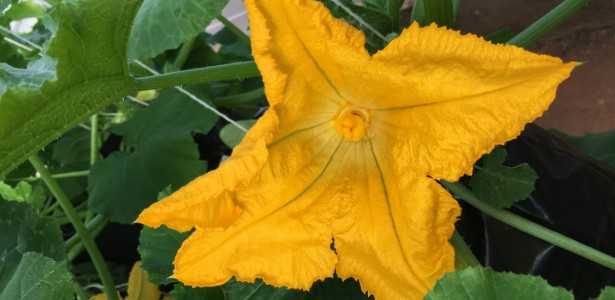 Estudo Revela que Secas Podem Diminuir em Até 95% o Valor Calórico do Néctar das Flores
