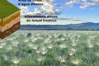 Proteção Legal dos Campos Úmidos do Cerrado: Desafios da Conservação na Prática