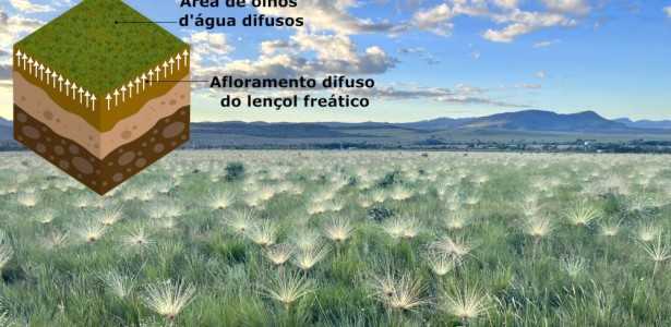 Proteção Legal dos Campos Úmidos do Cerrado: Desafios da Conservação na Prática