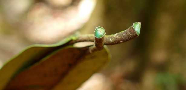 Pesquisadores no Brasil Investigam Plantas com Altos Teores de Metais para Agromineração