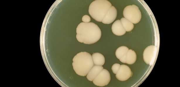 Terapia a Laser: Avanços no Tratamento de Fungos Resistentes a Medicamentos Convencionais