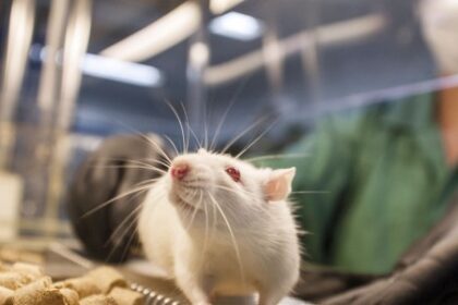 Relação entre Resistência à Insulina no Cérebro e o Vínculo entre Epilepsia e Alzheimer