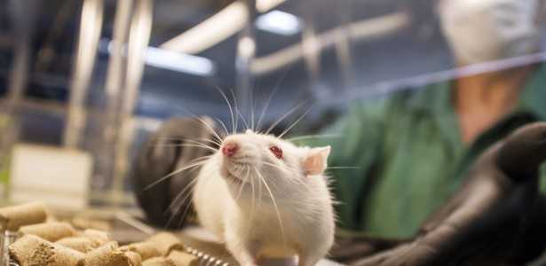 Relação entre Resistência à Insulina no Cérebro e o Vínculo entre Epilepsia e Alzheimer