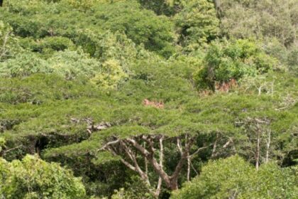 Secas Intensas e Frequentes Afetam Capacidade da Amazônia de Recircular Água e Armazenar Carbono