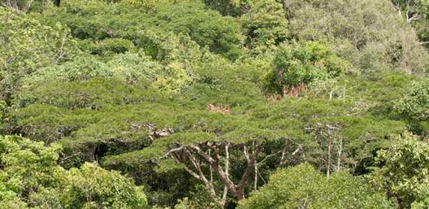Secas Intensas e Frequentes Afetam Capacidade da Amazônia de Recircular Água e Armazenar Carbono