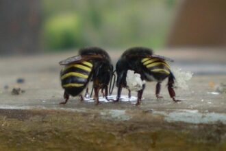 Descoberta de Molécula em Própolis de Abelha Sem Ferrão Eficaz no Combate às Larvas do Mosquito da Dengue