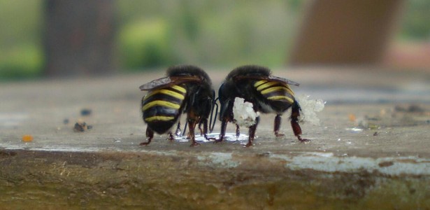 Descoberta de Molécula em Própolis de Abelha Sem Ferrão Eficaz no Combate às Larvas do Mosquito da Dengue