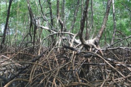 Como os Óxidos de Ferro em Solos de Manguezais Aumentam o Sequestro de Carbono