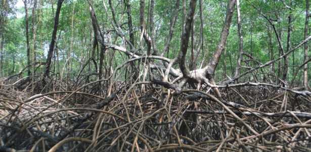 Como os Óxidos de Ferro em Solos de Manguezais Aumentam o Sequestro de Carbono