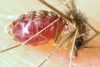 Importância da Avaliação de Risco Integrada para Doenças Zoonóticas e Transmitidas por Vetores