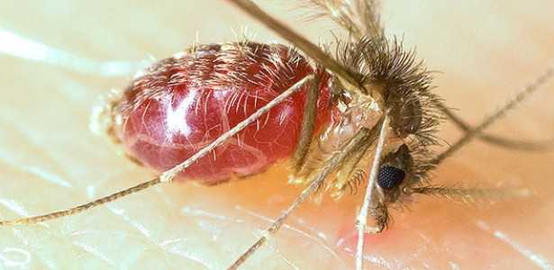 Importância da Avaliação de Risco Integrada para Doenças Zoonóticas e Transmitidas por Vetores