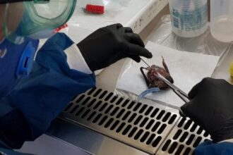 Descoberta de Vírus Relacionado ao Sarampo em Morcegos da América Latina