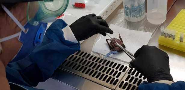 Descoberta de Vírus Relacionado ao Sarampo em Morcegos da América Latina