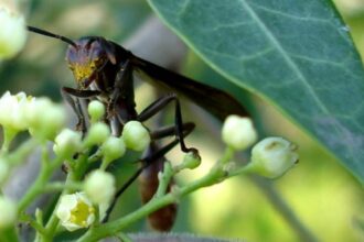 Como Vespas na Amazônia Ajudam no Controle Natural de Pragas em Lavouras