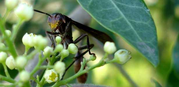 Como Vespas na Amazônia Ajudam no Controle Natural de Pragas em Lavouras