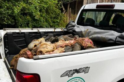 Ação policial desmantela abate clandestino e apreende vísceras em Aurelino Leal