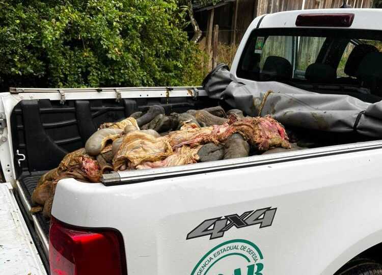 Ação policial desmantela abate clandestino e apreende vísceras em Aurelino Leal