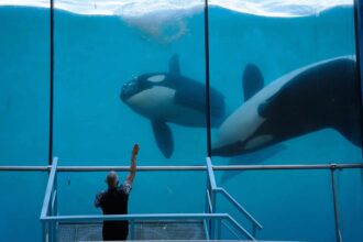 Para que servem as manchas das orcas? A ciência responde