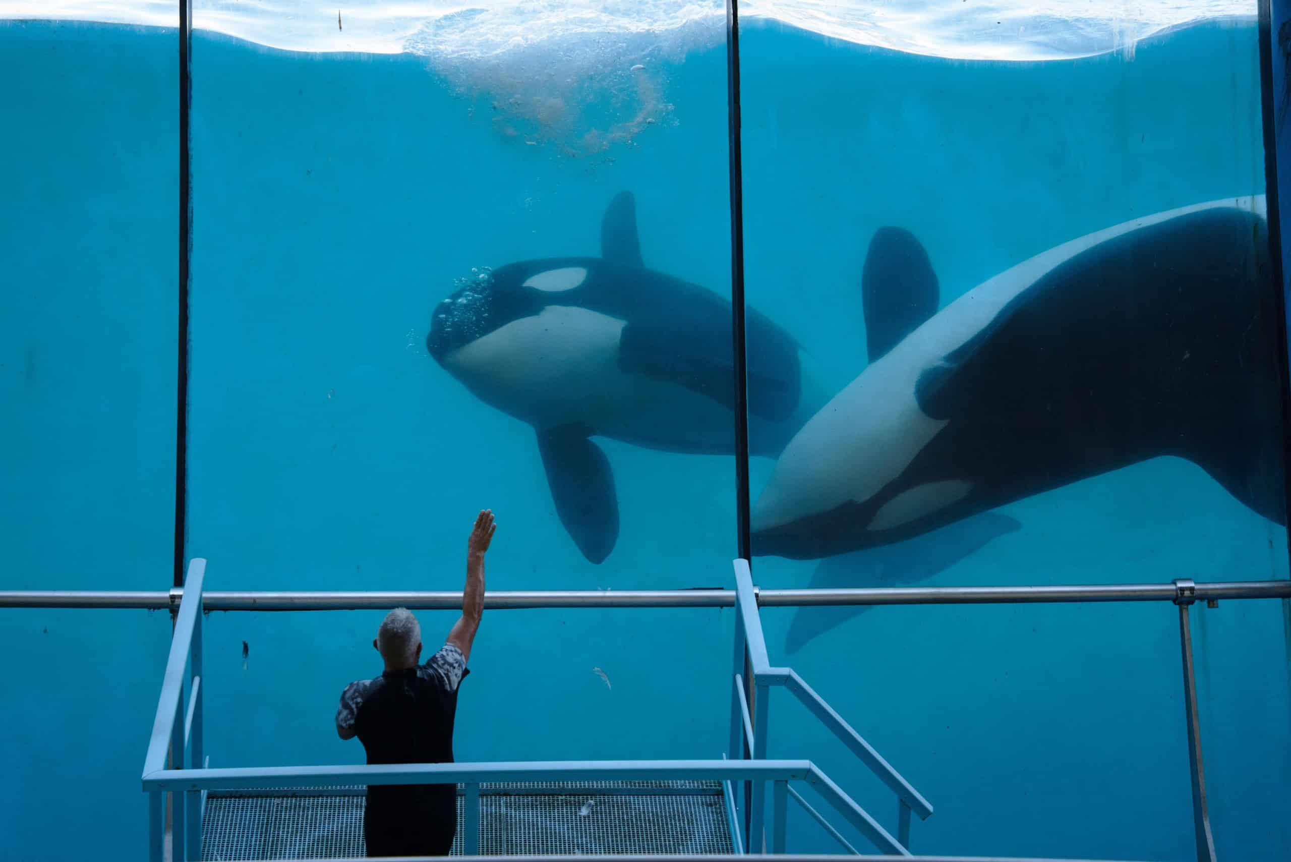 Para que servem as manchas das orcas? A ciência responde