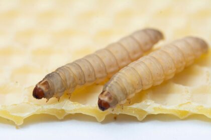 Lagartas comedoras de plástico devoram uma sacola em 24 horas