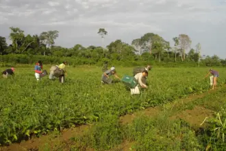 Lula sanciona lei para fortalecer Política Nacional de Juventude e Sucessão Rural