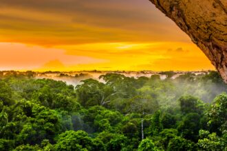Degradação da Amazônia aumenta o risco de novas pandemias