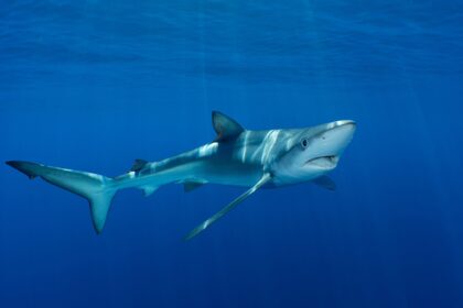 Camaleão dos mares? Tubarão-azul tem pele que muda de cor