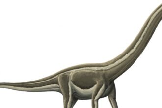 Descoberta de Doença Óssea Mortal que Dizimou Dinossauros Pescoçudos no Interior de São Paulo