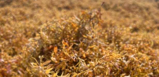 Utilização de Sargaço na Produção de Matéria-Prima para a Construção Civil