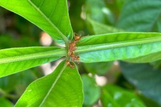 Como as Formigas Protegem Plantas de Herbívoros e Seu Impacto na Polinização