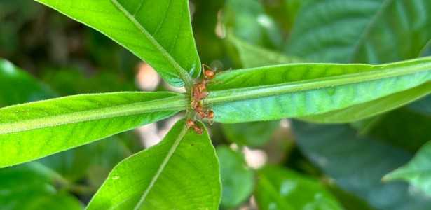 Como as Formigas Protegem Plantas de Herbívoros e Seu Impacto na Polinização
