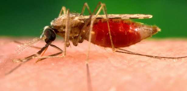 Desafios das Formas Silenciosas de Malária na Eliminação da Doença no Brasil