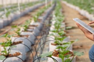 Boletim Conexão Semear: Integrando Ciência, Tecnologia e Agricultura Digital