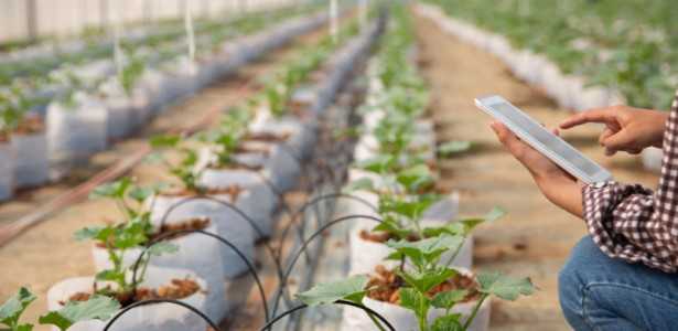 Boletim Conexão Semear: Integrando Ciência, Tecnologia e Agricultura Digital