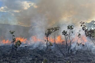 Décadas de Pesquisa Revelam o Papel do Fogo em Ecossistemas Sul-Americanos