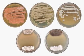 Microrganismos da Amazônia: Potencial Agrícola e Farmacêutico Revelado
