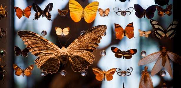 FAPESP Anuncia Novas Chamadas para Coletas de Coleções Biológicas e Acervos Museológicos